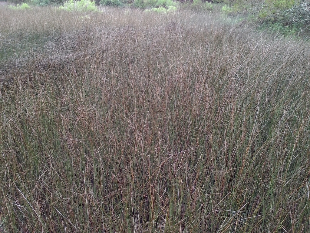 Needlegrass Rush Native Plants Of Assateague Island Inaturalist