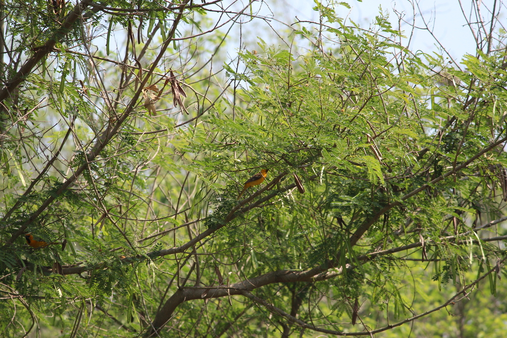 New World Orioles From Cadereyta Jim Nez N L M Xico On April