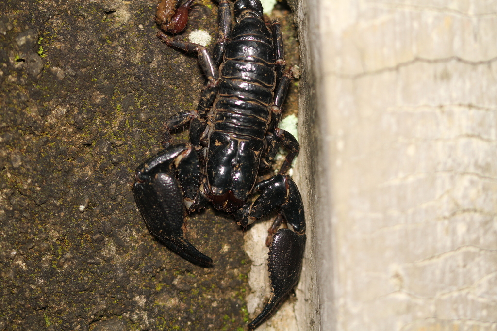 Asian Blue Forest Scorpion From Kabupaten De Bogor Java Occidental