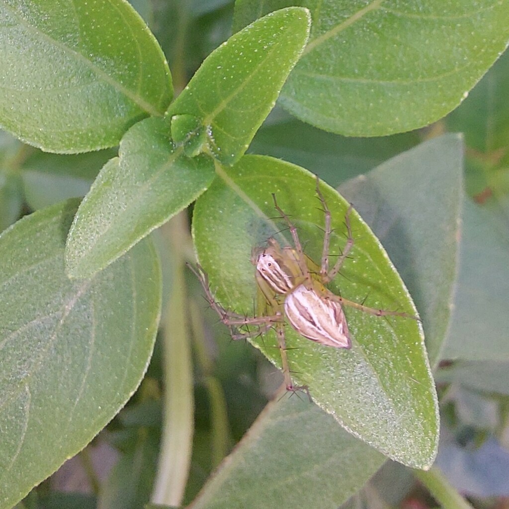 Striped Lynx Spider From Alta Floresta MT 78580 000 Brasil On April