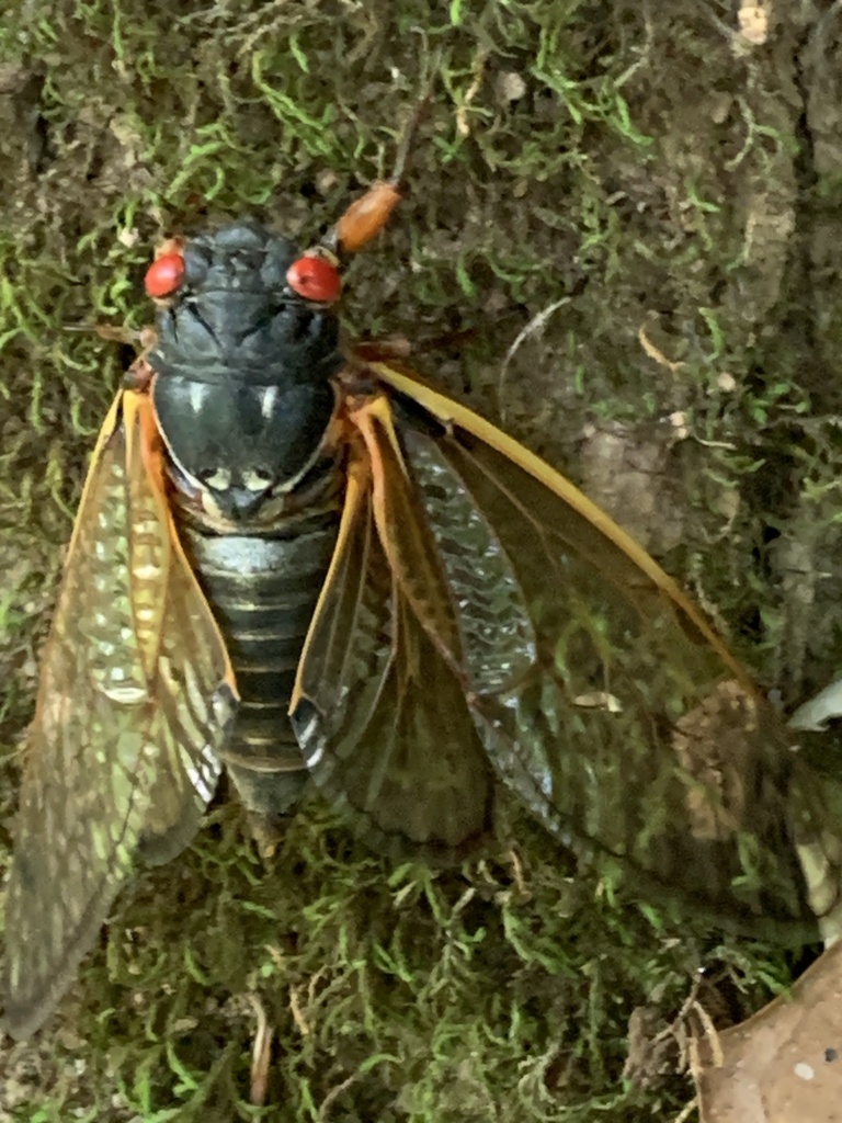 Periodical Cicadas From Uwharrie National Forest Troy Nc Us On May