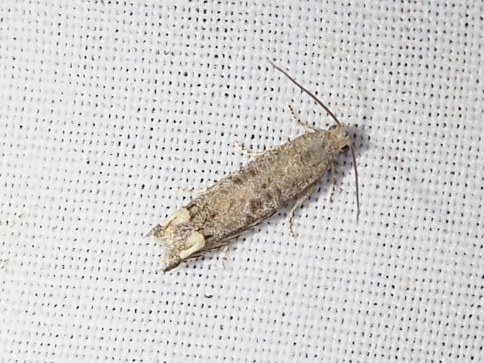 Ragweed Borer Moth In April By Kimberlie Sasan Inaturalist