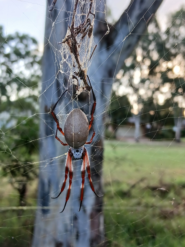 Australian Golden Orbweaver From Kellyville NSW 2155 Australia On May