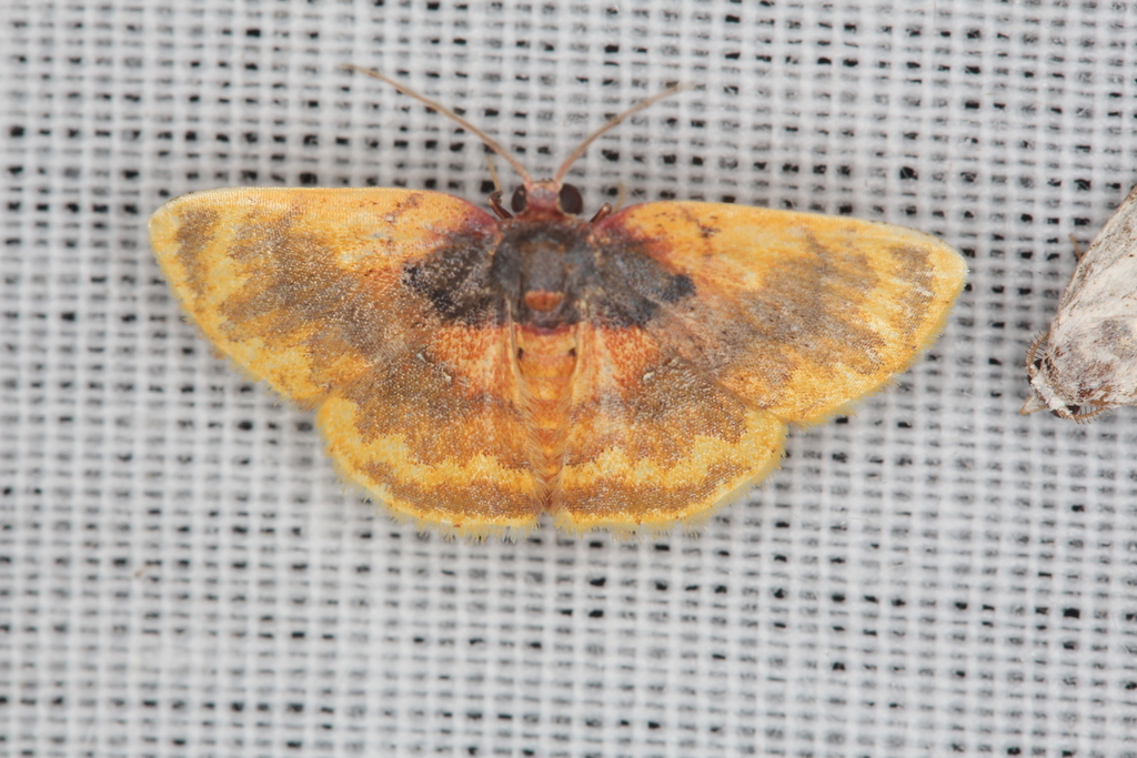 Butterflies And Moths From Kourou Guyane Fran Aise On February