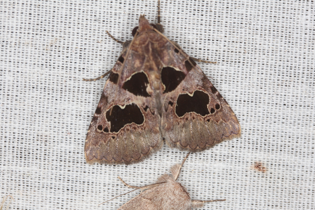 Owlet Moths and Allies from Kourou 97310 Guyane française on February