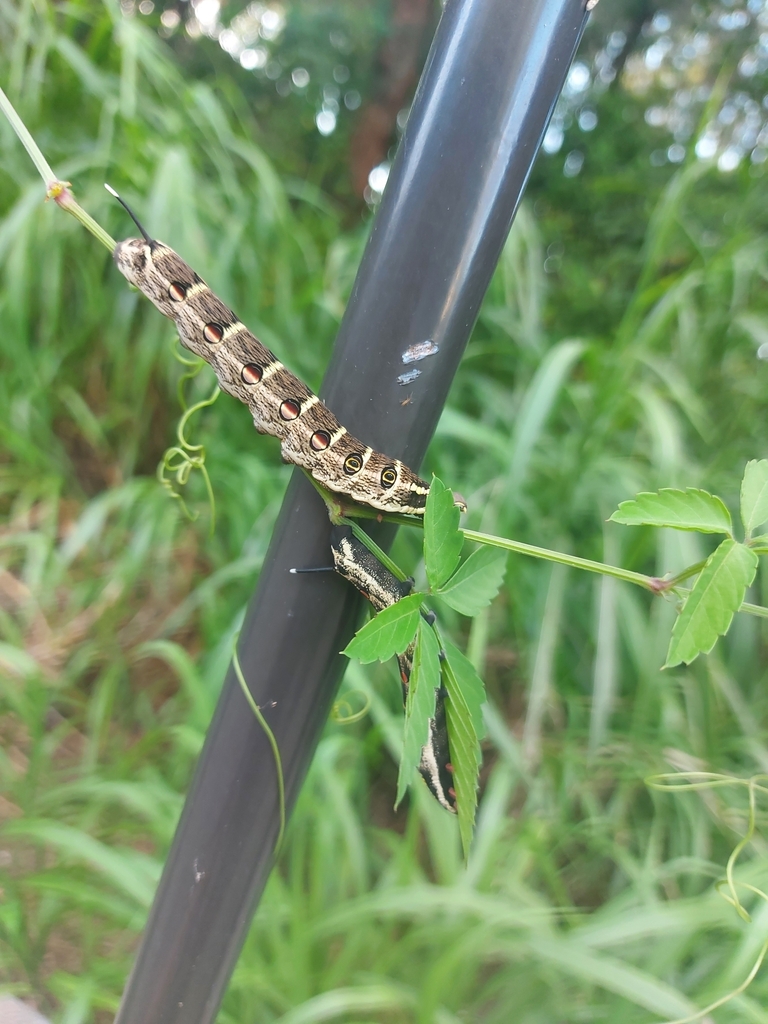 White Banded Hunter Hawkmoth From Tancha No Okavia Nago Tancha Onna