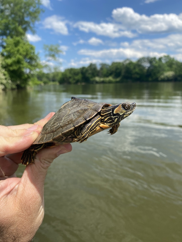 Alabama Map Turtle In May By Grover J Brown Handled With Permits