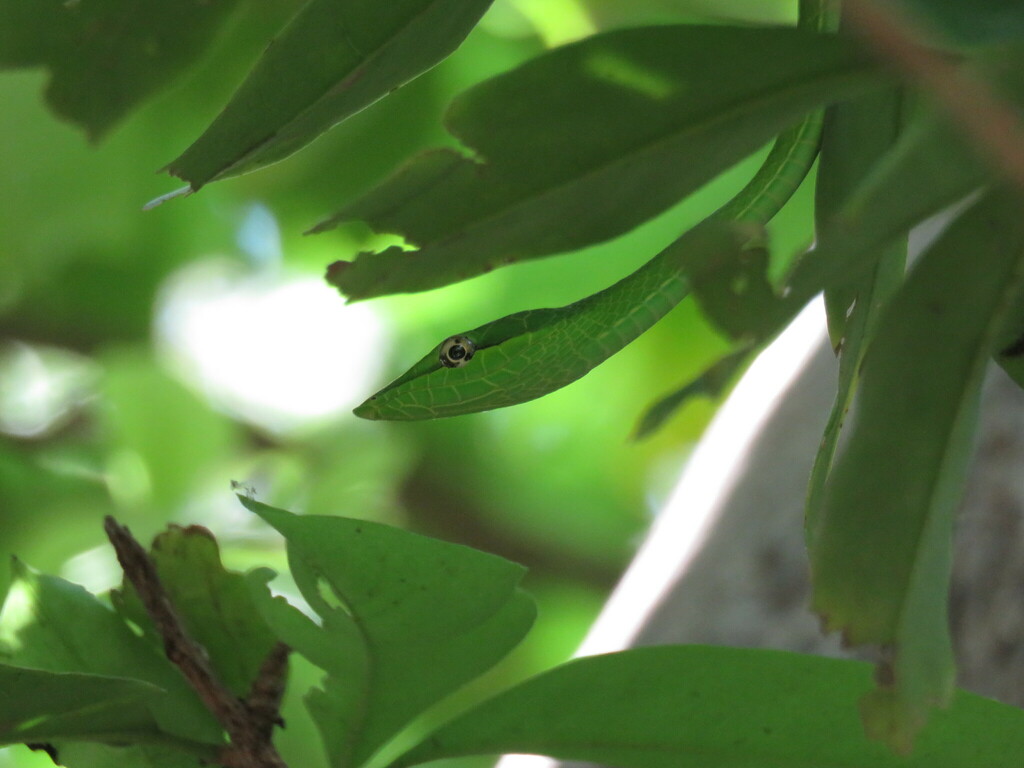 Green Vine Snake From Heroica Cd De Juchit N De Zaragoza Oax M Xico