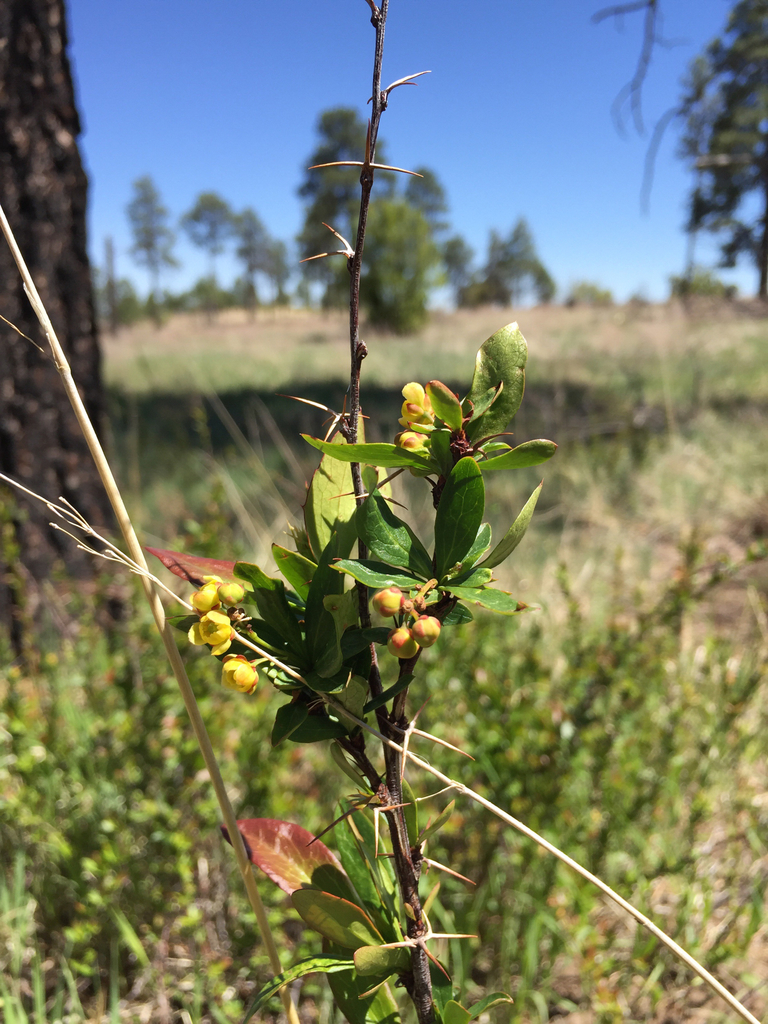 Colorado Barberry Plants Of Lone Mesa State Park Inaturalist