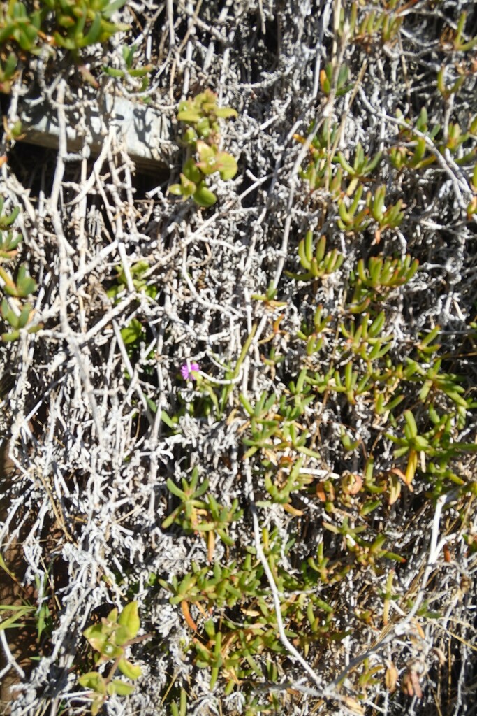 Purple Dewplant From Christchurch Including Banks Peninsula Canterbury