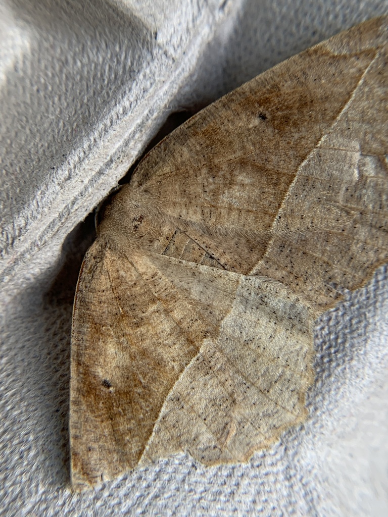 Curved Toothed Geometer Moth From Marshlands Conservancy Rye Ny Us