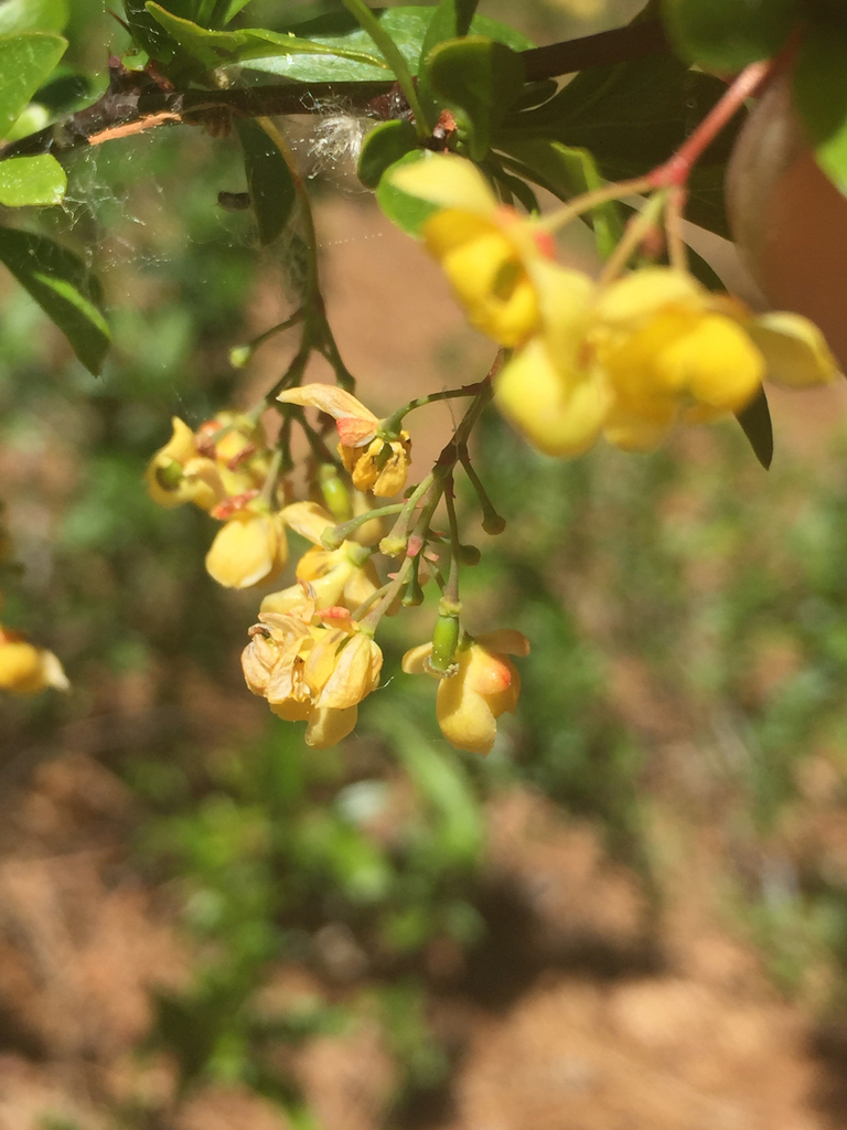 Colorado Barberry Plants Of Lone Mesa State Park INaturalist