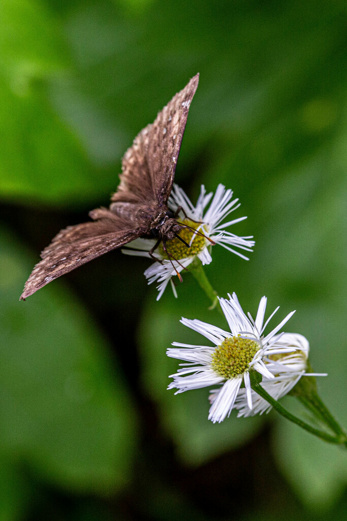 Horace S Duskywing From Alexander County Il Usa On May At