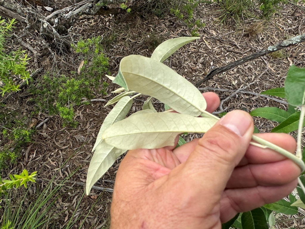 Broad Leaf Star Hair From Upper Flagstone Qld Australia On May