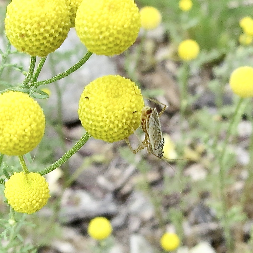 Common Damsel Bug From South Mountain Village Phoenix AZ USA On May