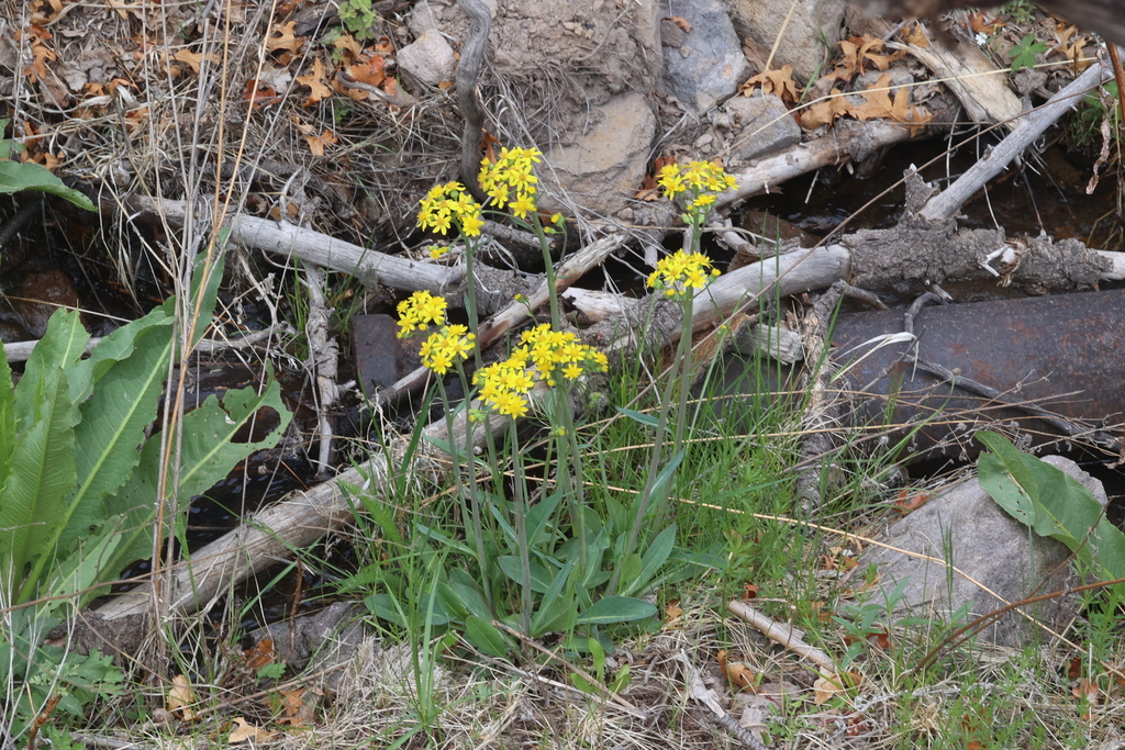 Wooton S Ragwort From Los Alamos County Nm Usa On May At