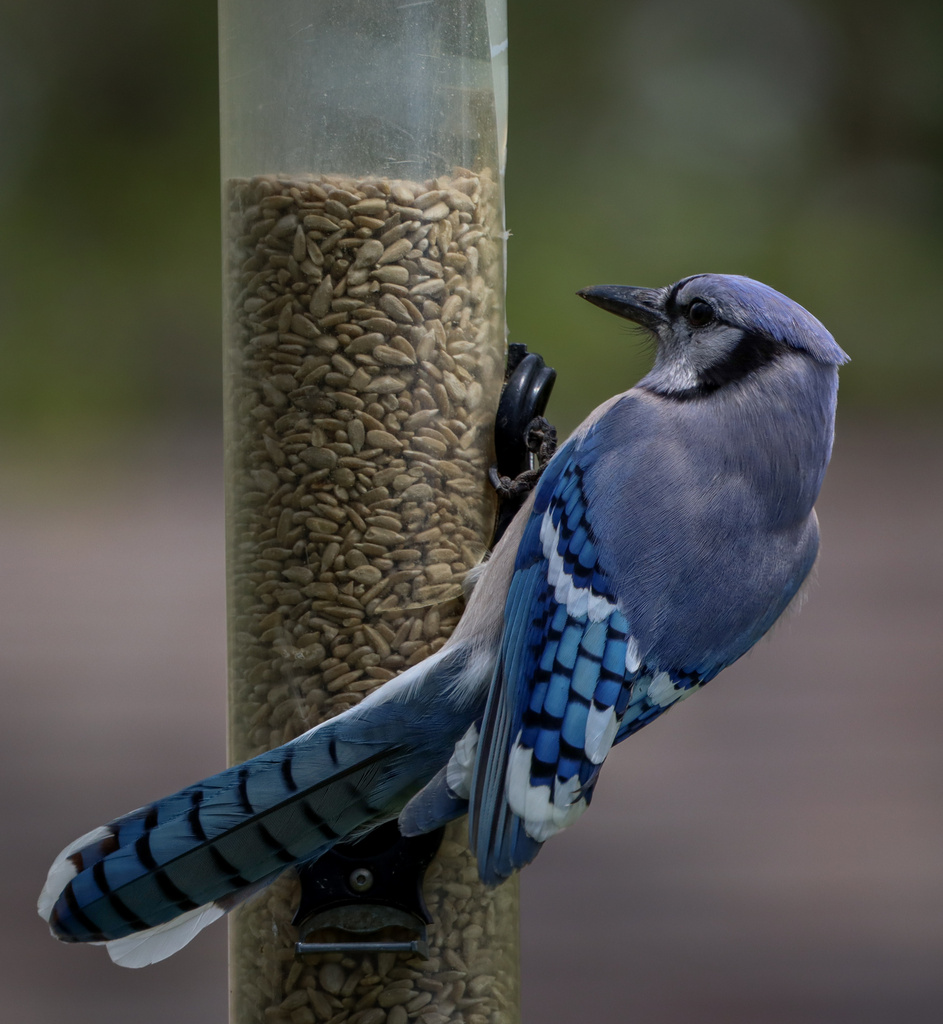 Blue Jay From Pioneers Park Nature Center Lincoln Ne Us On May