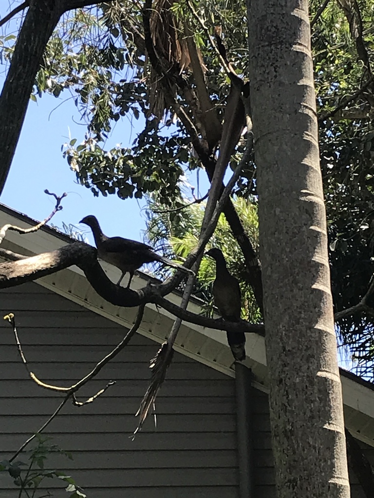 Plain Chachalaca From Pomelo Rd Santa Rosa Tx Us On April