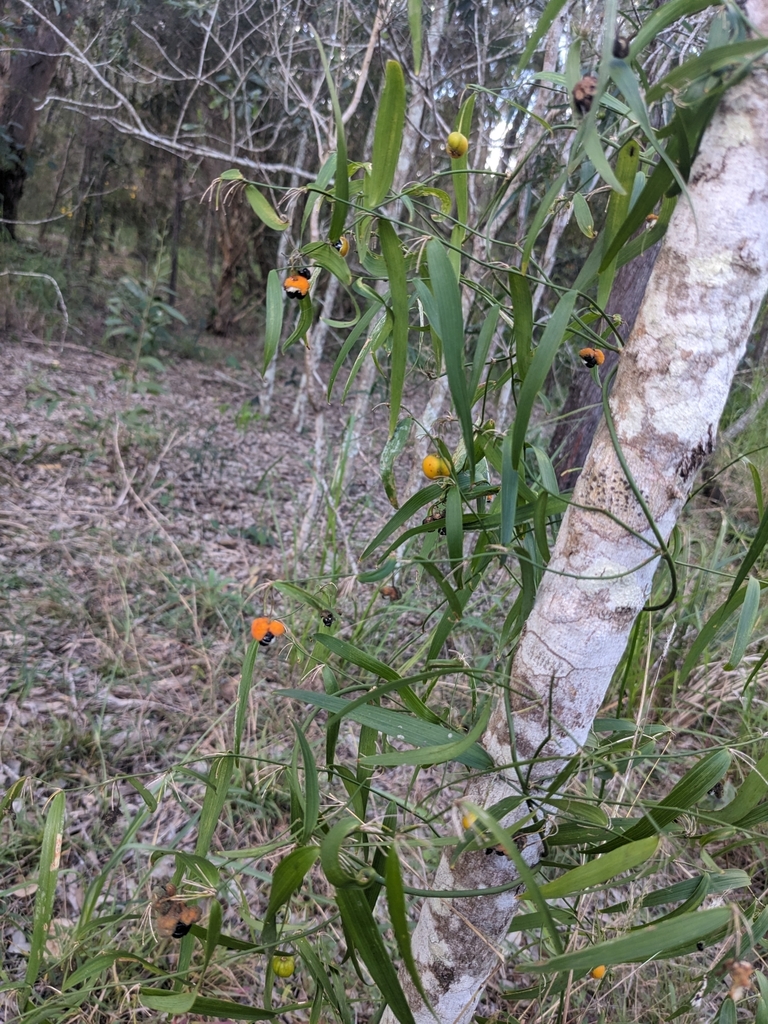 Wombat Berry From Boondall QLD 4034 Australia On May 6 2024 At 12 29