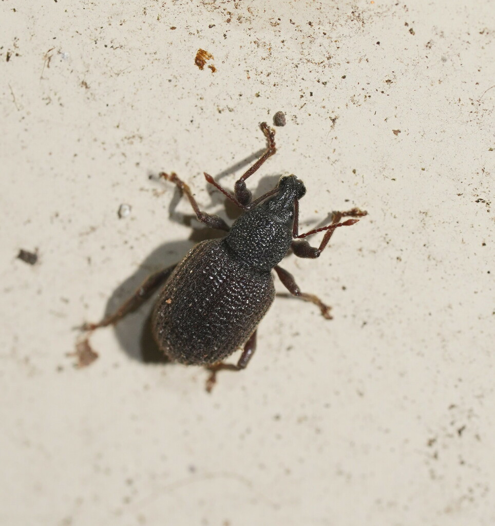 Rough Strawberry Root Weevil From Monbulk Vic Australia On May