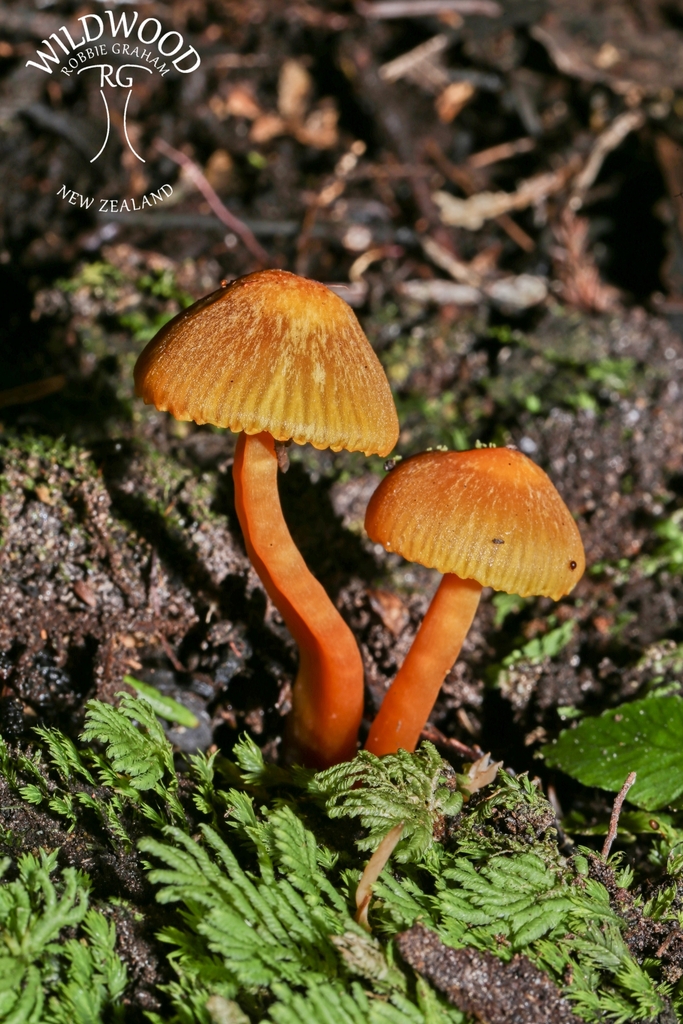 Common Gilled Mushrooms And Allies From Taupo District Waikato New