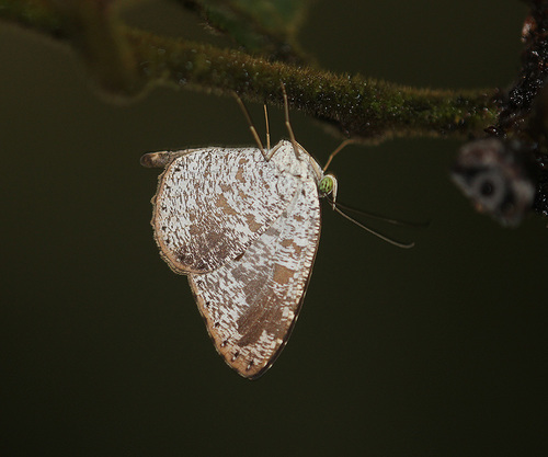 Allotinus Fabius Naturalista Mexico