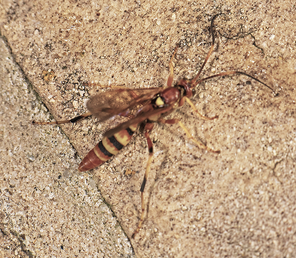 Eutanyacra Melanotarsis From Canyon Lake TX USA On May 6 2024 At 10