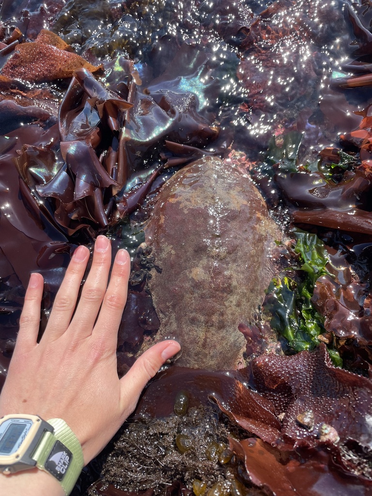 Gumboot Chiton From Friday Harbor Samish TDSA WA US On May 8 2024