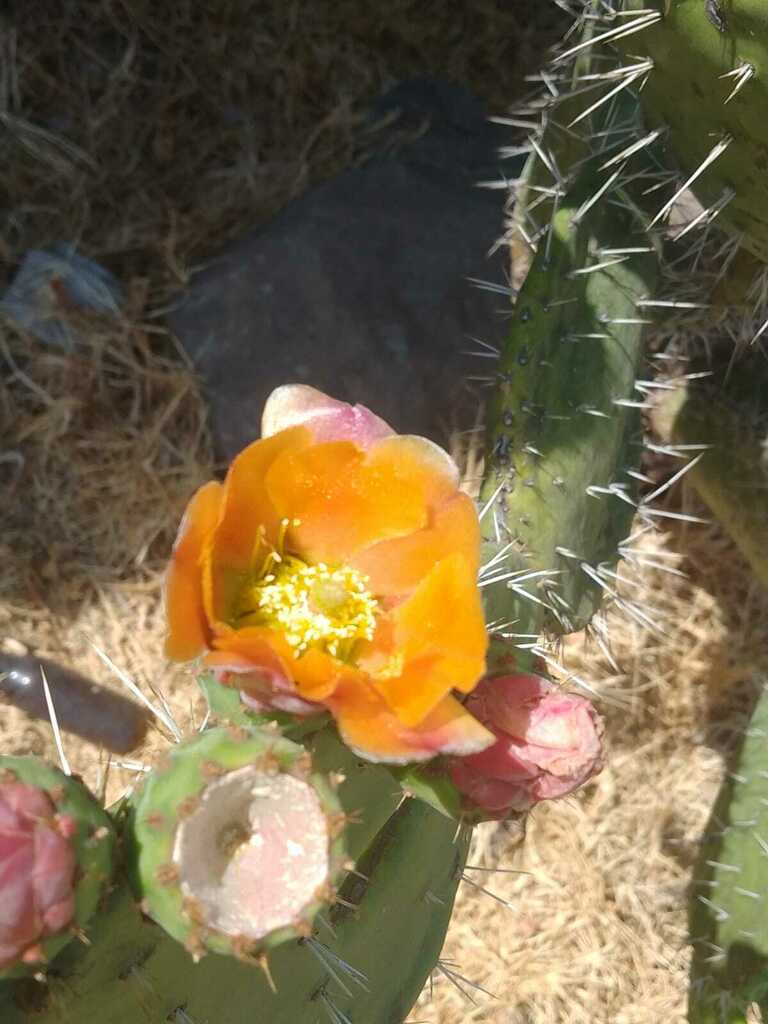 Prickly Pears From San Felipe Del Progreso M X M Xico On May