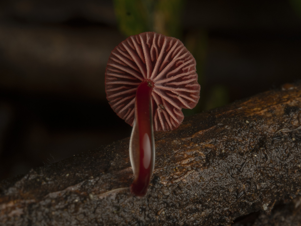 Ruby Bonnet From Tarra Valley VIC 3971 Australia On April 20 2024 At