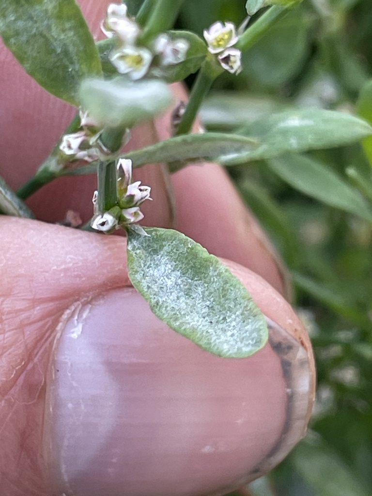 Erysiphe Polygoni From E 14th St San Leandro CA US On May 9 2024 At