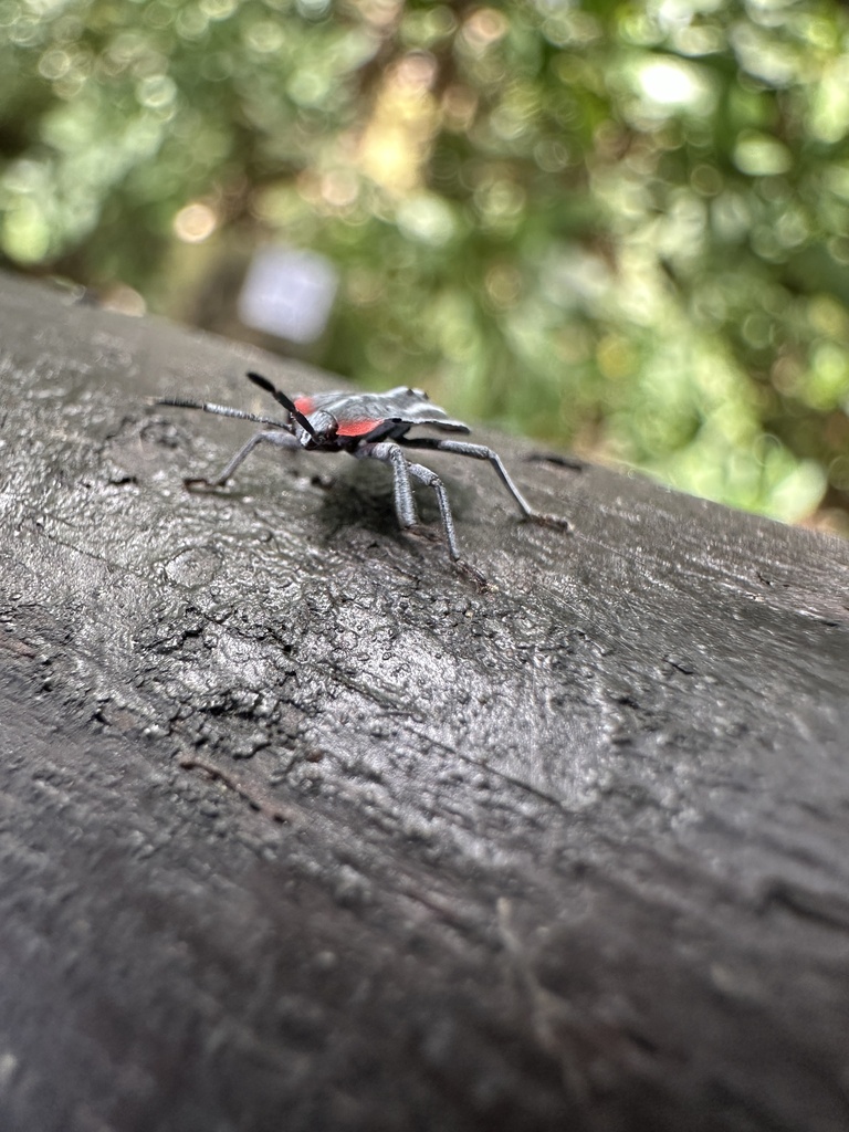 Lychee Stink Bug From Tpe Tw On May At Am By