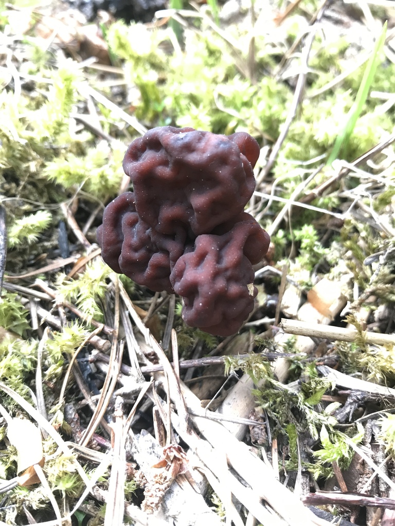 False Morel From Latah County Us Id Us On May At Pm By