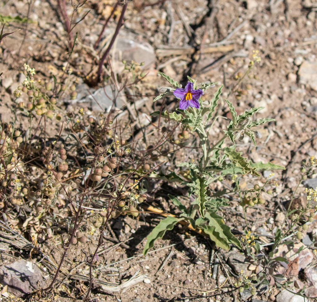 Silverleaf Nightshade From Cochise County Az Usa On April At