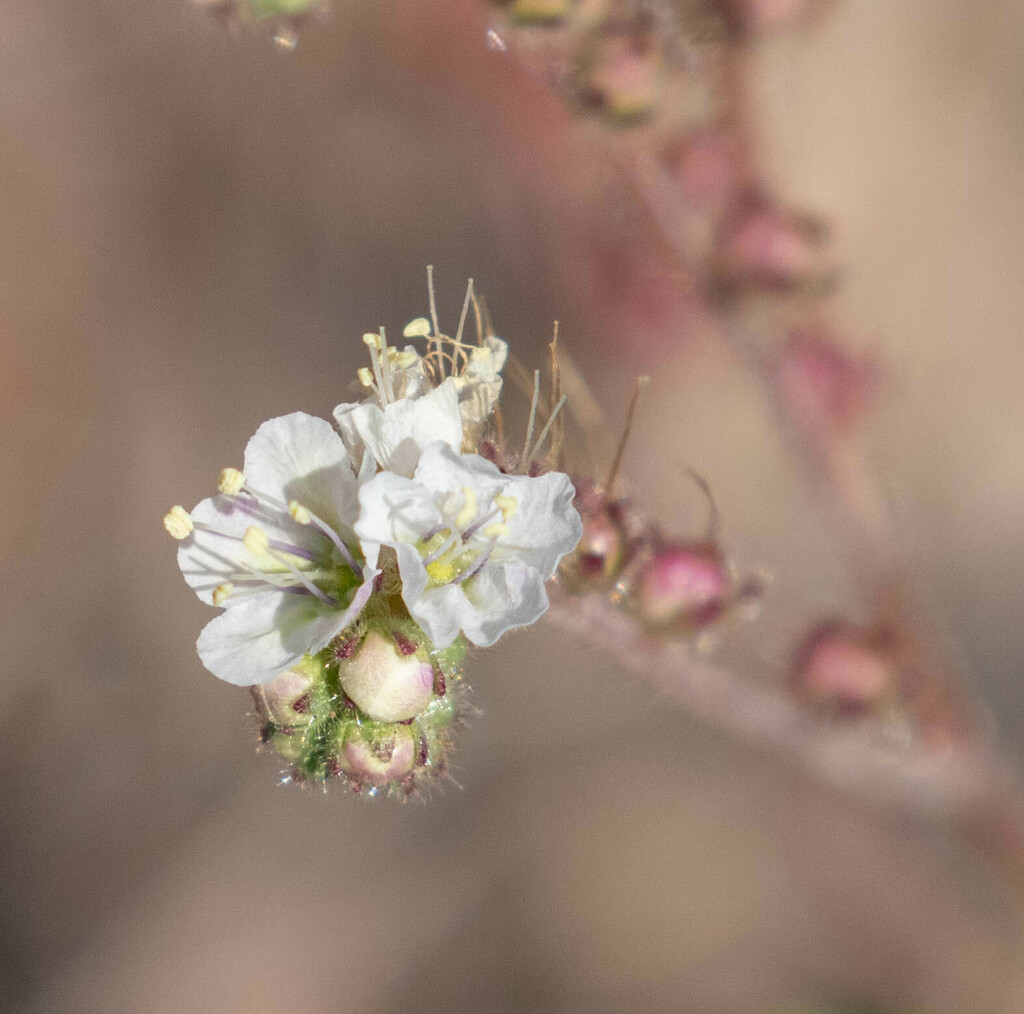 Mangas Spring Phacelia From Cochise County Az Usa On April