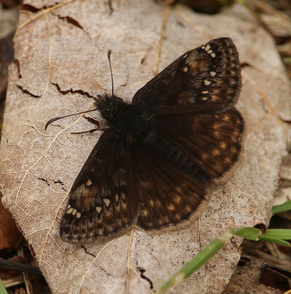 Juvenal S Duskywing From Lennox And Addington County On Canada On May