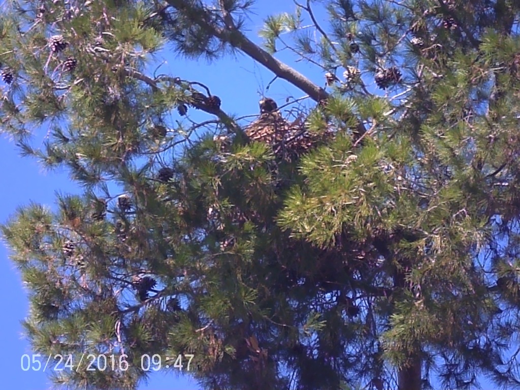 Swainson S Hawk From Madera County CA USA On May 24 2016 At 09 47 AM