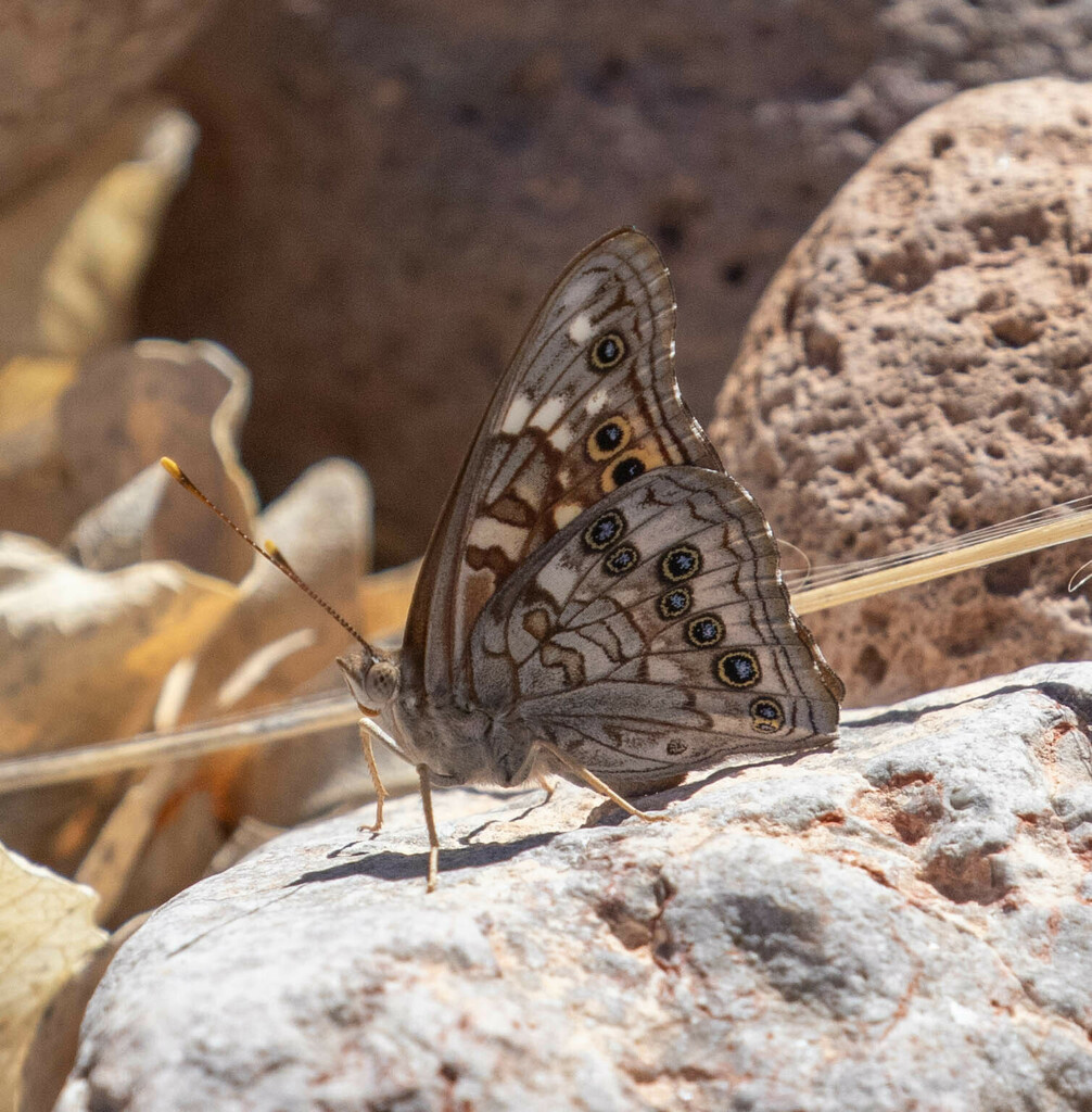 Empress Leilia From Cochise County Az Usa On April At