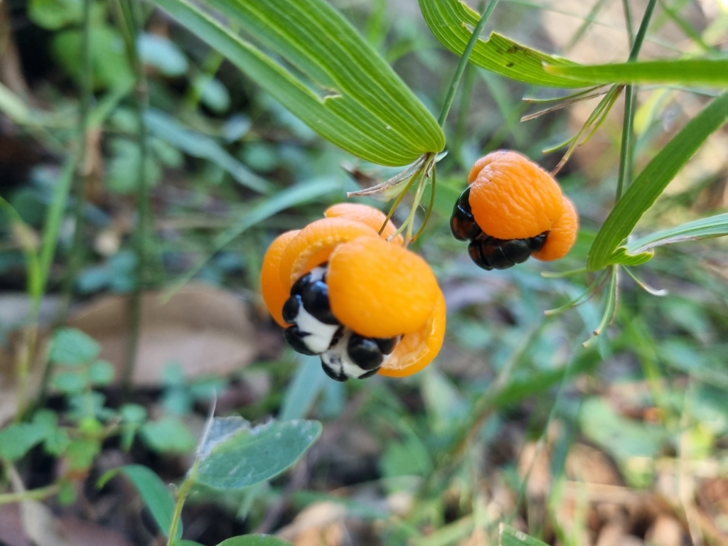 Wombat Berry From Redbank Creek Qld Australia On May At