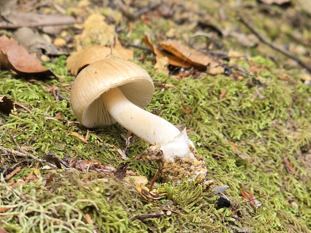 Fenced Amanita From Umungata Bay New Zealand On May At