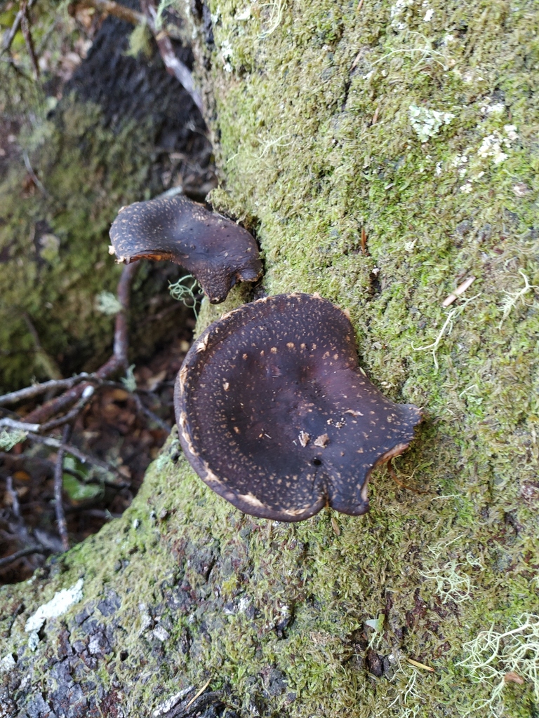 New Zealand Shiitake From On May