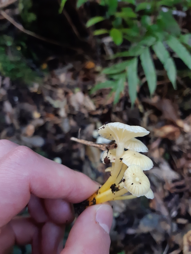 Hygrocyboideae From Umungata Bay 7282 New Zealand On May 13 2024 At