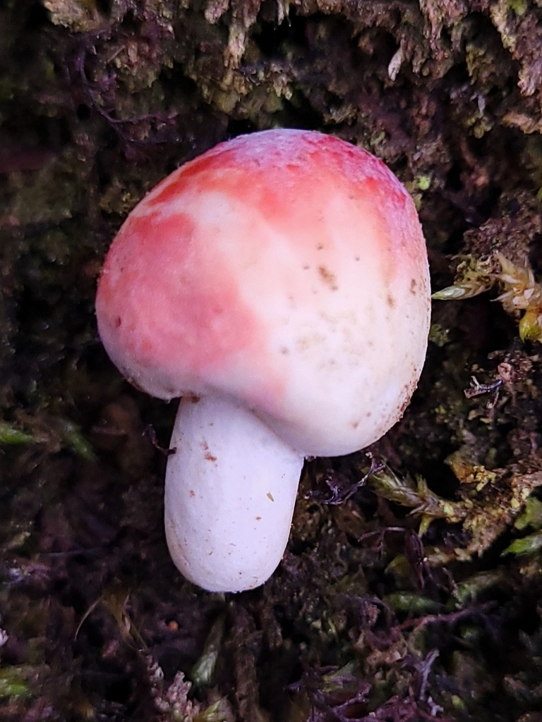 Russula Kermesina From Umungata Bay 7282 New Zealand On May 13 2024