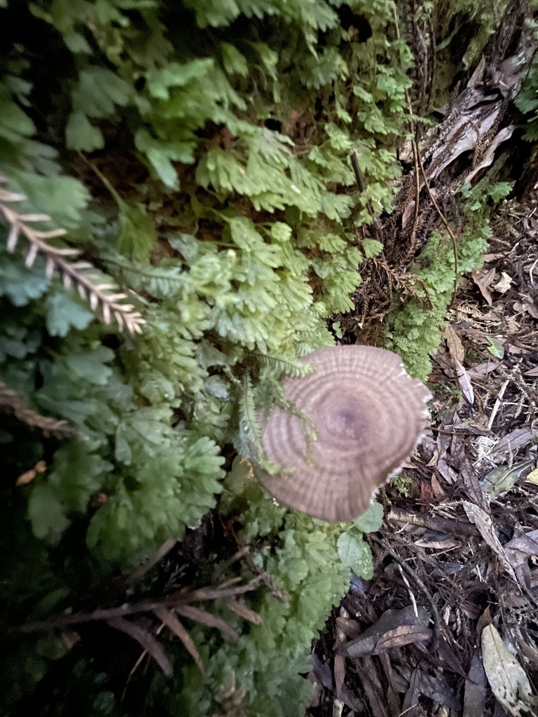 Common Gilled Mushrooms And Allies From South Island Te Waipounamu