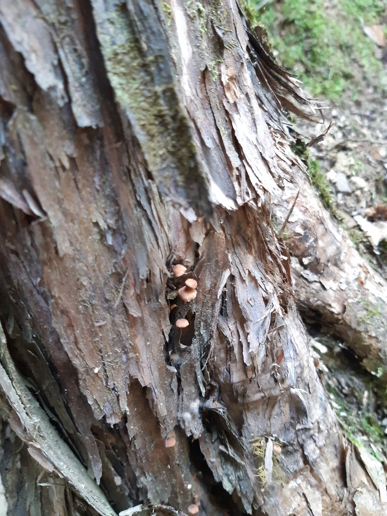 Common Gilled Mushrooms And Allies From Umungata Bay 7282 New Zealand