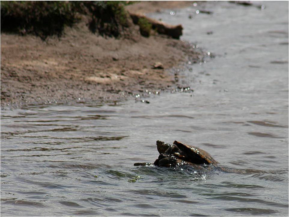 Mexican Mud Turtle From Ojuelos Jalisco On July 22 2010 By Juan