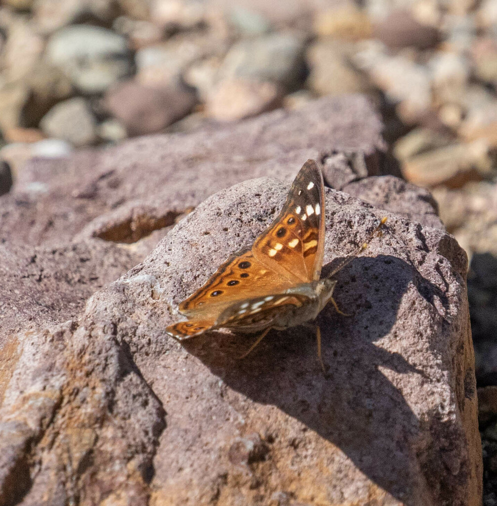 Empress Leilia From Guadalupe Canyon Cochise County AZ USA On April