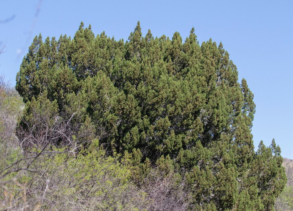 Redberry Juniper From Guadalupe Canyon Cochise County AZ USA On