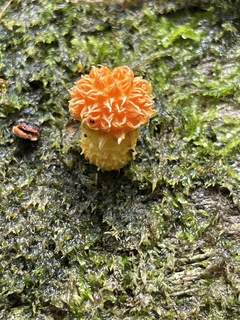 Golden Scruffy Collybia From Springbrook National Park Natural Bridge