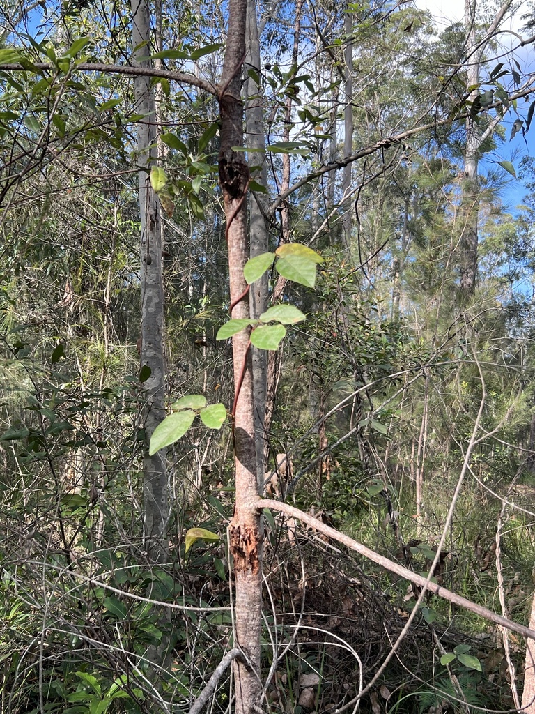 Dusky Coral Pea From Bodalla State Forest Bodalla Nsw Au On May